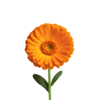 AI generated Calendula isolated on transparent background png