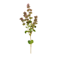 AI generated Oregano that has been dried isolated on transparent background png