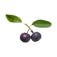 AI generated Serviceberry fruit isolated on transparent background png