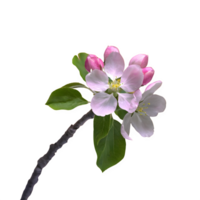 AI generated Spring flowers apple tree in bloom isolated on transparent background png