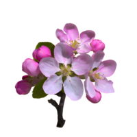 AI generated Spring flowers apple tree in bloom isolated on transparent background png