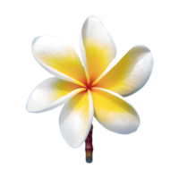 AI generated Plumeria flower isolated on transparent background png