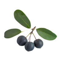 AI generated Serviceberry fruit isolated on transparent background png