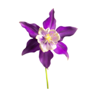 ai generado aguileña flor aislado en transparente antecedentes png