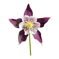 ai gerado columbine flor isolado em transparente fundo png