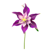 AI generated Columbine flower isolated on transparent background png