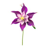 ai gerado columbine flor isolado em transparente fundo png