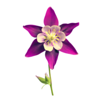 ai generiert Akelei Blume isoliert auf transparent Hintergrund png