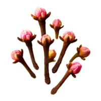 AI generated Cloves isolated on transparent background png