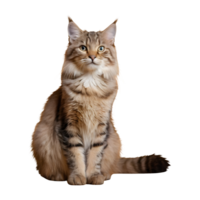 AI generated Siberian feline against golden backdrop isolated png