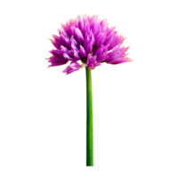 AI generated Fresh chives flower isolated on transparent background png