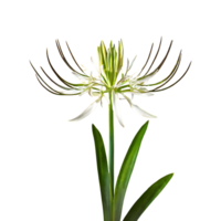 ai gegenereerd spin fabriek chlorophytum comosum bloem geïsoleerd Aan transparant achtergrond png