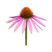 AI generated Echinacea flower isolated on transparent background png