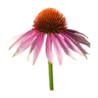 AI generated Echinacea flower isolated on transparent background png