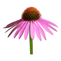 AI generated Echinacea flower isolated on transparent background png