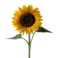 ai generiert Sonnenblume isoliert auf transparent Hintergrund png