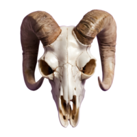 AI generated Transparent background with a horned sheep skull head isolated png