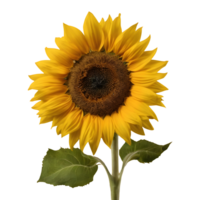AI generated Sunflower isolated on transparent background png