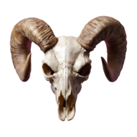 AI generated Transparent background with a horned sheep skull head isolated png