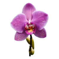 AI generated Isolated pink orchid on transparent background above water png