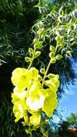 Digital painting style representing a yellow mallow plant photo