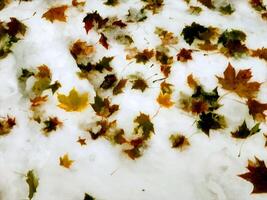 Fallen leaves from trees in the woods after heavy snowfall in digital oil painting style photo