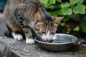 AI generated Cat drinks water from a bowl.ai generative photo