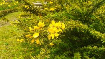 Close up of Senna bicapsularis flower. The beauty of yellow flowers photo