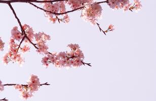 hermosa Cereza florecer sakura floreciente con desvanecimiento dentro pastel rosado sakura flor, llena floración un primavera temporada en Japón foto