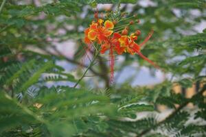 un arbusto con naranja flores foto