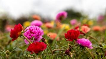 de cerca ver de portulaca, musgo flores rosas, rosa, rojo, y otros floreciente. foto