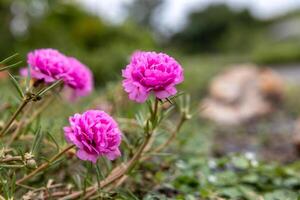 de cerca ver de portulaca, musgo flores rosas, rosa, rojo, y otros floreciente. foto