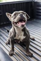 Close-up view of a short, short-legged, gray-haired, white-breasted American dog. photo