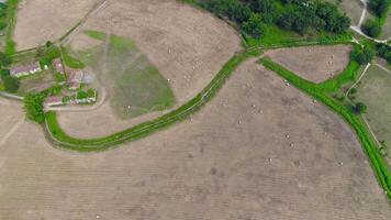 Aerial View of Hay Balles in Agriculture Fields video