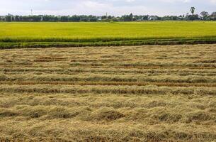 Panoramic views of green and post-harvest rice fields full of stubble and unburned. photo