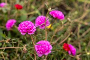 de cerca ver de portulaca, musgo flores rosas, rosa, rojo, y otros floreciente. foto