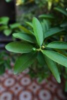 Plant leaves and flowers in Pakistan on 2023-12-12 photo