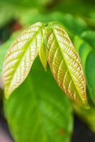 Plant leaves and flowers in Pakistan on 2023-12-12 photo