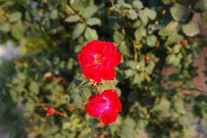 Plant leaves and flowers in Pakistan on 2023-12-12 photo