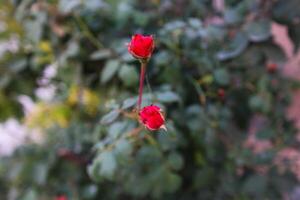 Plant leaves and flowers in Pakistan on 2023-12-12 photo