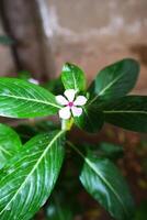 Plant leaves and flowers in Pakistan on 2023-12-12 photo