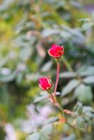 Plant leaves and flowers in Pakistan on 2023-12-12 photo