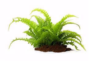 AI generated A smooth-fronded Asplenium nidus, perfect for indoor gardens, stands alone on a white background. photo