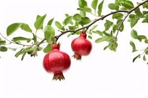 AI generated A pomegranate with foliage perched on a bough isostatically located on a milky backdrop. A pomegranate perched on a branch with leaves isolated on a white background. photo