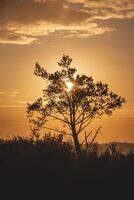 Orange morning sun illuminates the felled trees of Grenspark Kalmthoutse Heide near Antwerp in northwest Belgium photo