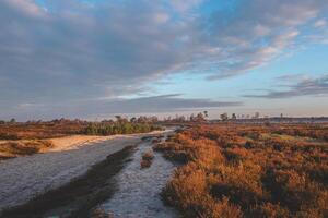 Walk through the wild pastures of Grenspark Kalmthoutse Heide near Antwerp in northwest Belgium. Morning sun illuminating the trail. Sunrise photo