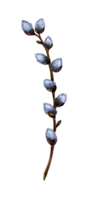 waterverf illustratie van een kutje wilg Afdeling met bloeiende kanonnen. voorjaar takje, eerste bloemen. Pasen, geloof, traditie, palm zondag. geïsoleerd . getrokken door hand. png