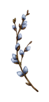 Watercolor illustration of a pussy willow branch with blossoming cannons. Spring twig, first flowers. Easter, religion, tradition, palm sunday. Isolated. Drawn by hand. png