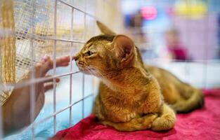 Abyssinian cat in a cage photo