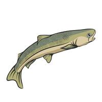 trout fish vector illustration editable separated layers